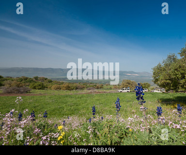 Plateau du Golan, Israël. Une caravane de jeeps voyages sur un sentier surplombant la Galilée et la vallée de Hula. Banque D'Images