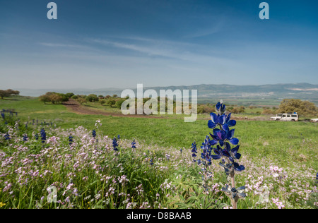 Plateau du Golan, Israël. Une caravane de jeeps voyages sur un sentier surplombant la Galilée et la vallée de Hula. Banque D'Images