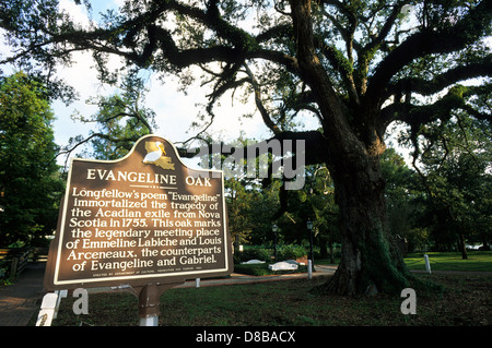 La Louisiane, Elk283-4114 Pays Cajun, St Martinville, Evangeline Oak Banque D'Images