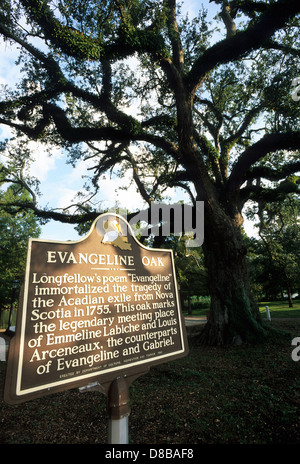 Elk283-4120v la Louisiane, pays Cajun, St Martinville, Evangeline Oak Banque D'Images