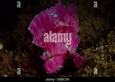 Une feuille rose Scorpionfish rester en position et ne se déplace que d'un côté à l'autre avec l'augmentation de la demande. Banque D'Images