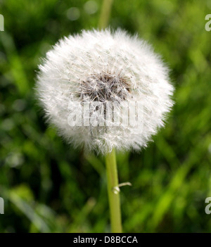 Cette image montre un puffball de pissenlit, entièrement allé à la graine. Les graines du pissenlit sont prêtes à être dispersées par le vent, ce qui explique comment cette fleur sauvage commune se propage et pousse dans de nouveaux endroits. Banque D'Images