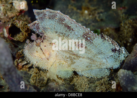 Une feuille blanche Scorpionfish rester en position et ne se déplace que d'un côté à l'autre avec l'augmentation de la demande. Banque D'Images