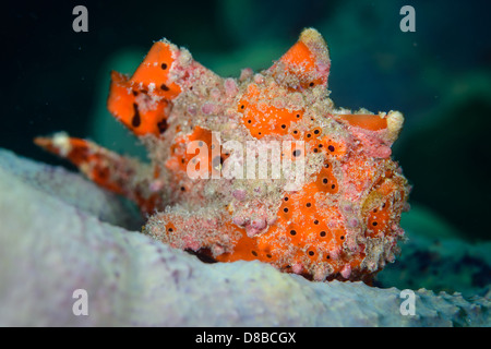 Un poisson grenouille peint (Antennarius pictus) demeurant sur place prêt à chasser une proie possible. Prises en Indonésie Ambon Banque D'Images