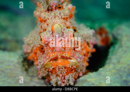 Un poisson grenouille peint (Antennarius pictus) demeurant sur place prêt à chasser une proie possible. Prises en Indonésie Ambon Banque D'Images