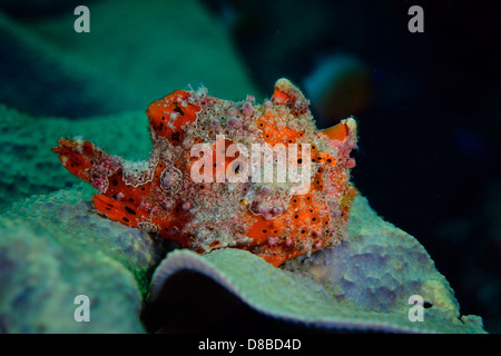 Un poisson grenouille peint (Antennarius pictus) demeurant sur place prêt à chasser une proie possible. Prises en Indonésie Ambon Banque D'Images