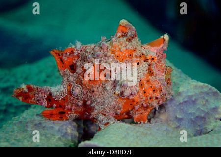 Un poisson grenouille peint (Antennarius pictus) demeurant sur place prêt à chasser une proie possible. Prises en Indonésie Ambon Banque D'Images