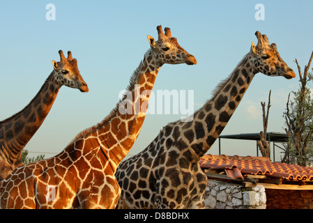 Les Girafes à l'Attica Zoological Park, à Spata, très proche d'Athènes, Attique, Grèce Banque D'Images