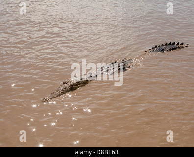 Crocodile femelle nage dans la rivière Tempisque, Parc National Palo Verde, Costa Rica Banque D'Images