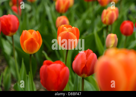 Tulipes orange Banque D'Images