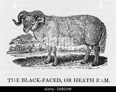 BEWICK BLACKFACE RAM Banque D'Images