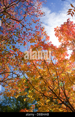 Les feuilles d'automne aux couleurs vives contre un ciel bleu. Banque D'Images