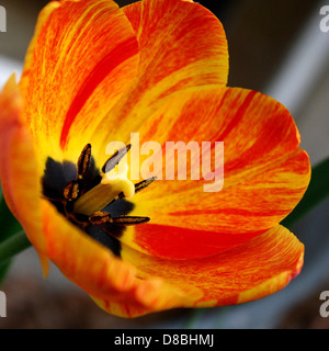 Gros plan d'une tulipe à flamme orange en pleine floraison. Les pétales orange et rouge vibrants créent un effet visuel saisissant, ressemblant à des flammes. L'image met en évidence le contraste de couleur unique et la texture délicate de la fleur. Banque D'Images