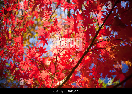 Les feuilles d'automne aux couleurs vives contre un ciel bleu. Banque D'Images