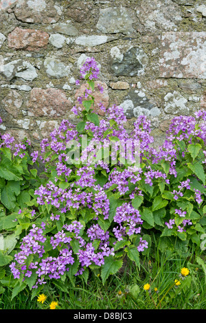 L'honnêteté biennal (Lunaria annua), croissant à côté de mur de pierre, Iona, Hébrides intérieures Banque D'Images