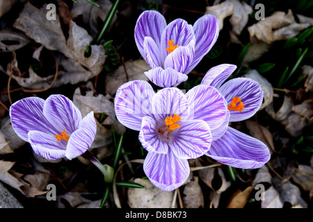 La fleur de crocus de Pickwick présente des pétales rayés violets et blancs. Il fleurit au début du printemps, ajoutant une touche de couleur aux jardins et aux paysages naturels. Banque D'Images