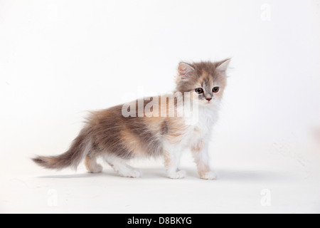 British Longhair chat, chaton, bleu-noir-blanc, 10 semaines / Highlander, Lowlander, britannique Banque D'Images