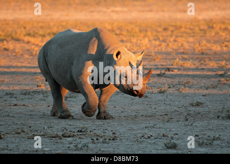 Un noir (accro-labiés) rhinocéros (Diceros bicornis) en fin d'après-midi, lumière, Afrique du Sud Banque D'Images