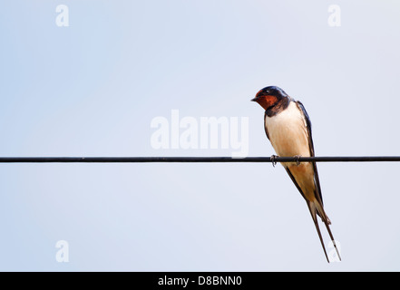 Swallow (Hirundo rustica) perché sur le fil téléphonique Banque D'Images