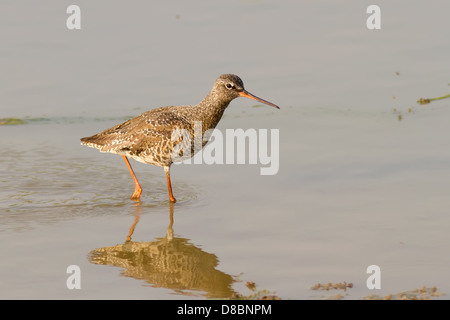 Un Chevalier arlequin (Tringa erythropus) marcher dans l'eau peu profonde Banque D'Images