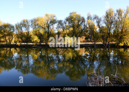 Cette photo montre la lumière du soleil qui se reflète sur les arbres d'automne, créant un affichage vibrant des couleurs d'automne à la surface de l'eau. L’image capture l’essence de l’automne, avec ses feuilles changeantes et la lumière dorée du soleil qui accentue la beauté de la saison. Le reflet dans l'eau crée une scène sereine et paisible. Banque D'Images