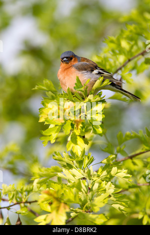 Chaffinch Fringilla coelebs (Fringillidae) hommes perchés dans Harwthorn soleil tôt le matin Banque D'Images