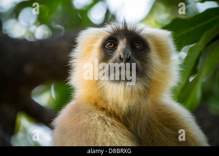 Face noire, singe langur gris assis sur un arbre à Rishikesh, Inde Banque D'Images