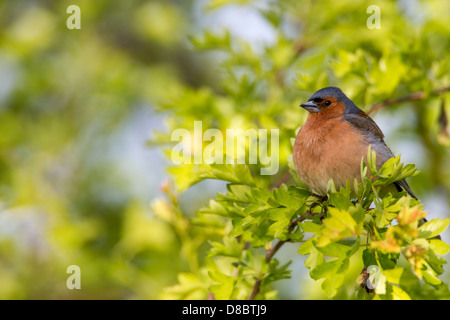 Chaffinch Fringilla coelebs (Fringillidae) hommes perchés dans Harwthorn soleil tôt le matin Banque D'Images