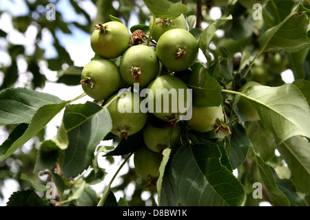 Cette image montre de minuscules pommes vertes poussant sur un arbre. Les pommes en sont à leur stade précoce de développement, avant de mûrir en fruits de taille normale. C'est un spectacle typique dans les vergers pendant la saison de croissance. Banque D'Images