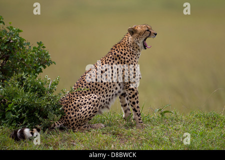 Un guépard mâle de bâiller. Banque D'Images