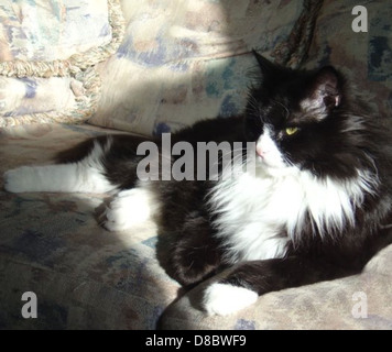 Cette image montre un chat smoking se prélassant dans un rayon de soleil, avec sa fourrure noire et blanche clairement visible. Les chats Tuxedo sont connus pour leur motif de pelage distinctif, et les rayons de soleil fournissent chaleur et lumière qui les attirent. Banque D'Images