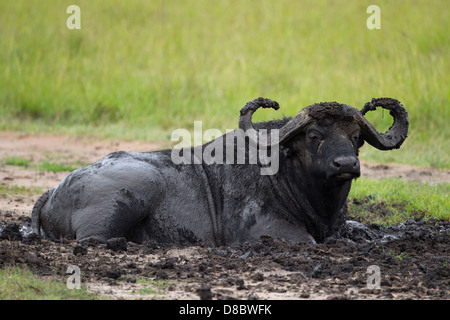 Un buffle (Syncerus caffer) se vautrer dans la boue, Masai Mara, Kenya. Banque D'Images