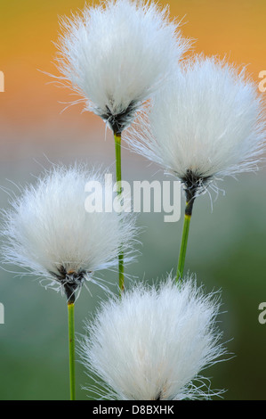 Le lièvre-queue de linaigrettes, Eriophorum vaginatum, goldenstedter Moor, Basse-Saxe, Allemagne Banque D'Images