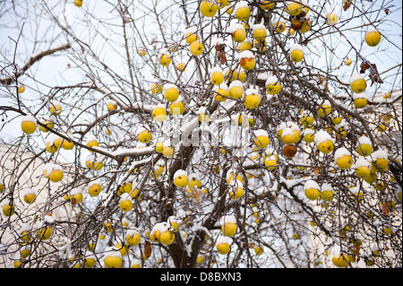 Pommes anciennes sag sur l'arbre dans la neige Banque D'Images