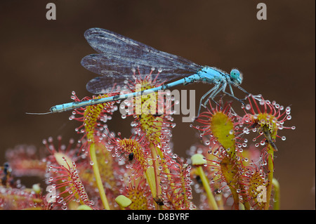 Demoiselle d'azur (Coenagrion puella) sur oblongues-leaved Sundew (Drosera intermedia), goldenstedter Moor, Basse-Saxe, Allemagne Banque D'Images