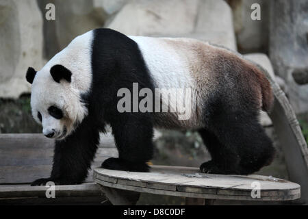Un panda géant, représentée dans le zoo de Chiang Mai, Thaïlande. Photo : Fredrik von Erichsen Banque D'Images