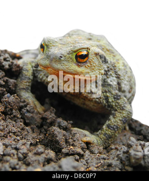 Crapaud commun crapaud Bufo bufo l'un des vrais amis du jardinier se nourrit de larves d'insectes limaces etc hiberne d'octobre à février menacée par l'utilisation de produits chimiques dans le jardin et maintenant vu moins souvent Banque D'Images