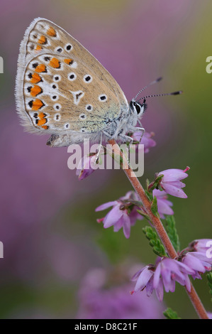 Blue (polyommatus icarus commun) sur bruyère commune (Calluna vulgaris), Allemagne (Basse-Saxe), Allemagne Banque D'Images