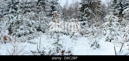 Paysage d'hiver, Haut-Palatinat, Bavaria, Germany, Europe Banque D'Images