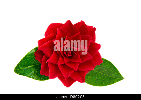 Fleur de camélia rouge isolated on white Banque D'Images