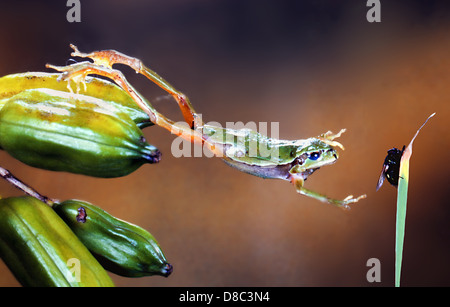 European tree frog (Hyla arborea) Banque D'Images