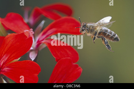 L'abeille européenne (Apis mellifera) flying Banque D'Images