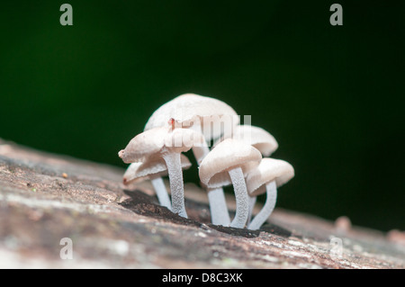 Champignons blancs sauvages poussant dans la forêt, Western Ghats, Kerala, Inde Banque D'Images