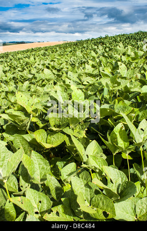 Début de la croissance des plantations de soja dans le sud du Brésil. Banque D'Images