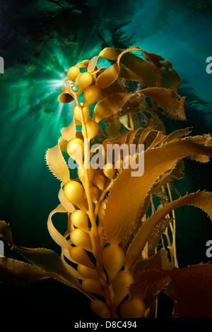 Varech géant (Macrocystis pyrifera), Islas San Benito, Mexique, underwater Banque D'Images