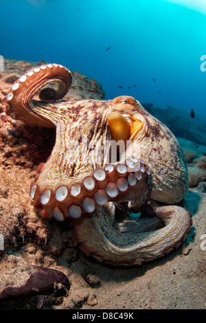 Poulpe commun (Octopus vulgaris), Morro del Jable, Fuerteventura, Îles Canaries, underwater Banque D'Images