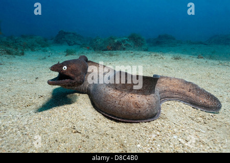 Murène (Muraena noir augusti), Morro del Jable, Fuerteventura, Îles Canaries, underwater Banque D'Images