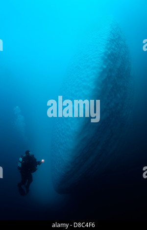 Sous l'eau d'Iceberg avec diver en face d'elle, près de Tasiilaq, au Groenland, underwater Banque D'Images