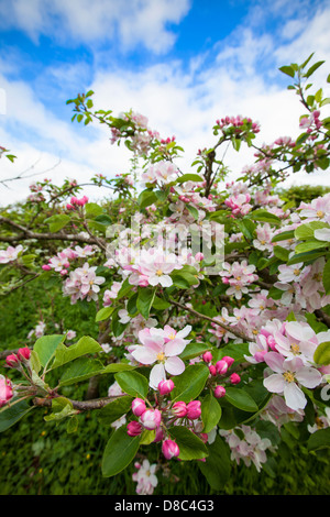 Apple Blossom dans un jardin accueillant la faune. Banque D'Images