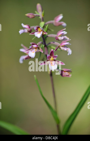 Marsh helleborine epipactis palustris,, Damme, Basse-Saxe, Allemagne Banque D'Images